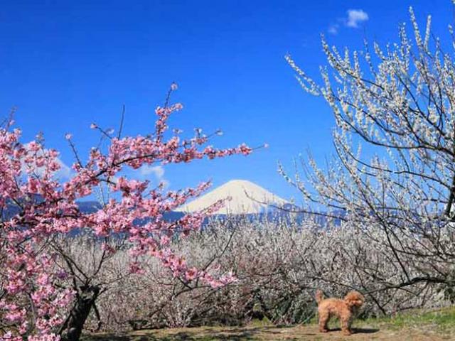 Những địa điểm ngắm hoa mận nở đẹp nhất Nhật Bản vào mùa xuân