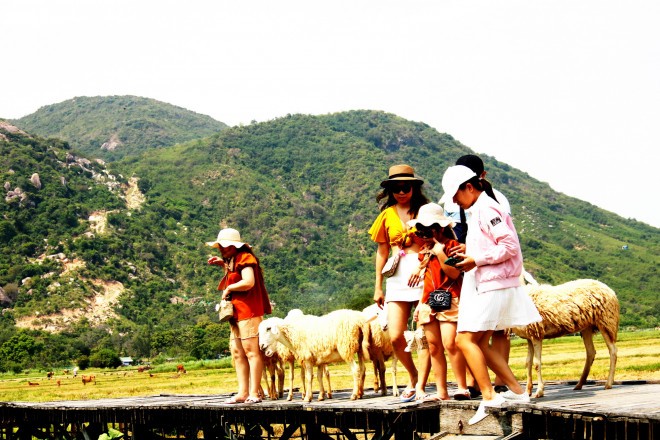 Check-in cùng bầy cừu trên chốn thảo nguyên