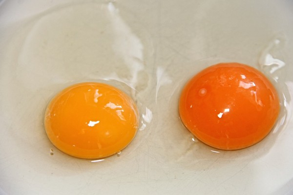 Có phải lòng đỏ trứng càng sẫm màu càng bổ dưỡng? Chuyên gia chỉ ra 2 yếu tố quyết định - 2