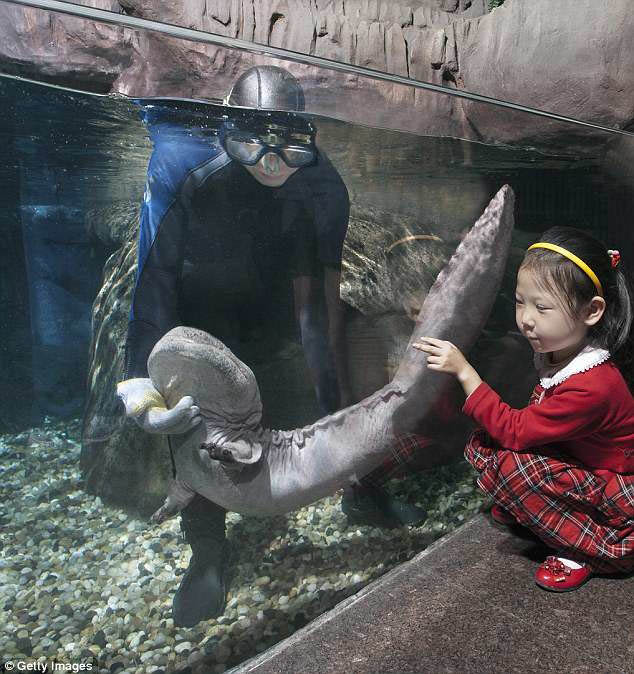 Không ngờ loài cá kêu như tiếng khóc trẻ con lại là đặc sản ở Trung Quốc - 2