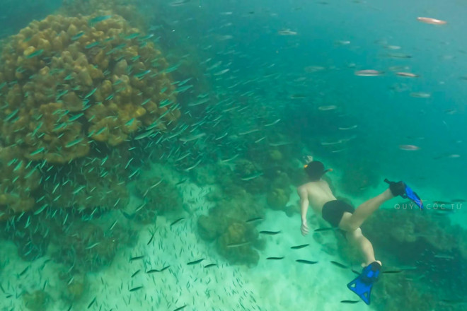 Lặn biểm ngắm san hô ở Phuket đẹp đến không muốn lên bờ - 4