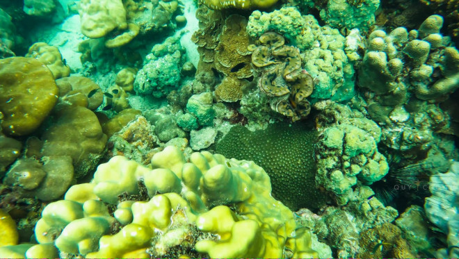 Lặn biểm ngắm san hô ở Phuket đẹp đến không muốn lên bờ - 6