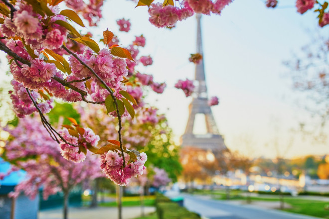 Mê mẩn sắc hoa anh đào ở Parc de Seaux, Paris - 1
