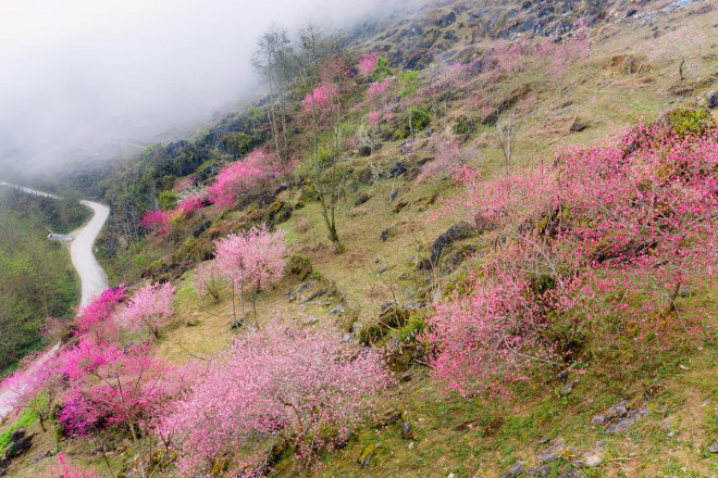 Mùa hoa đào nở muộn ở cao nguyên đá Hà Giang - 3