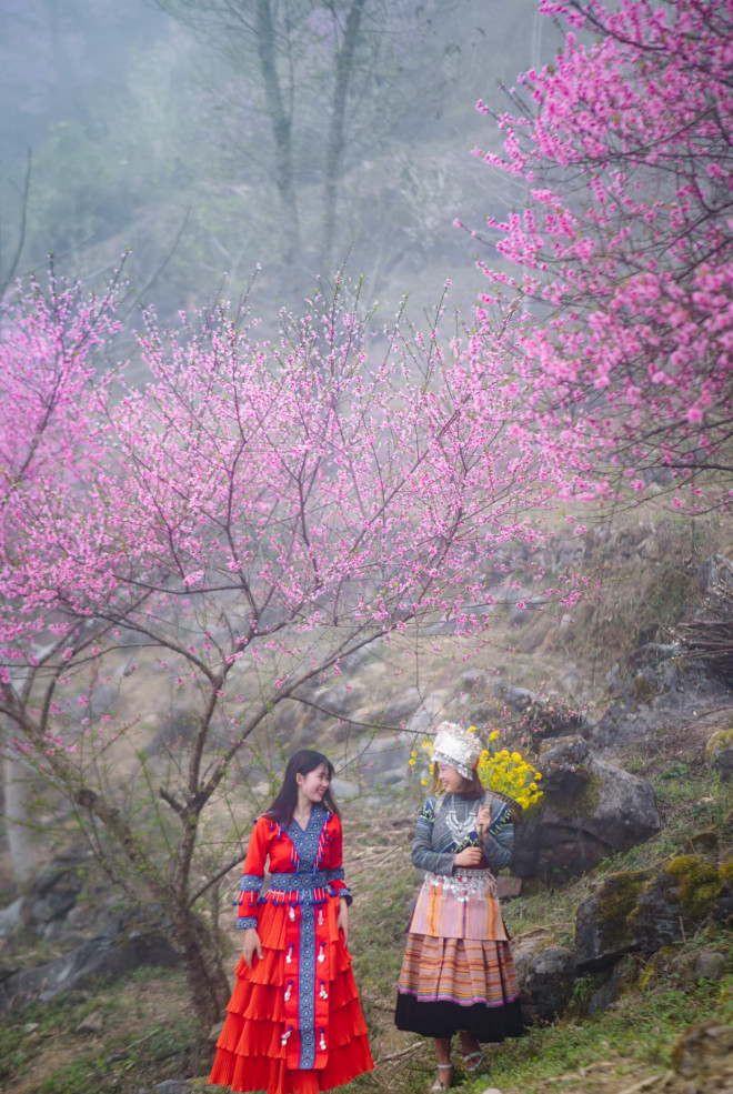 Mùa hoa đào nở muộn ở cao nguyên đá Hà Giang - 5