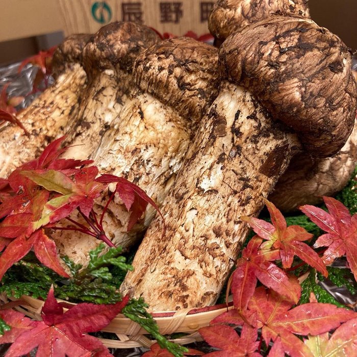 nấm Matsutake món ăn mùa thu trên thế giới