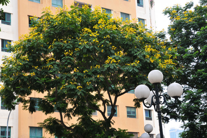 Ngắm đường phố Hà Nội rực rỡ sắc vàng hoa điệp nở - 10