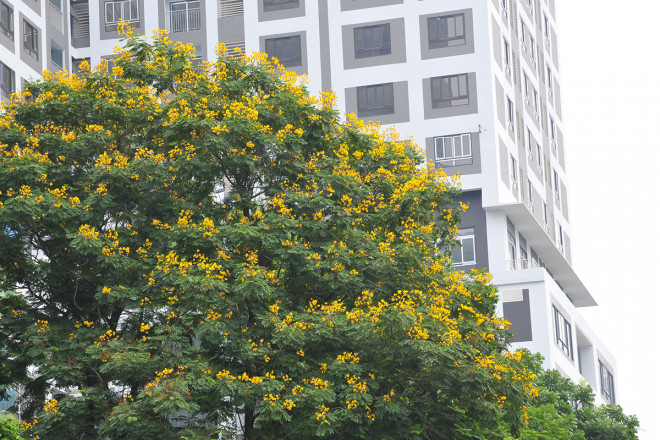 Ngắm đường phố Hà Nội rực rỡ sắc vàng hoa điệp nở - 5