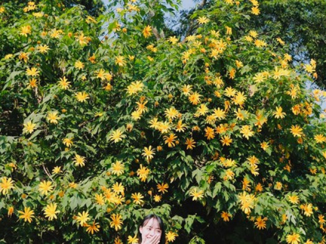 Hoa dã quỳ vàng rực đẹp mê hồn ở Vườn quốc gia Ba Vì
