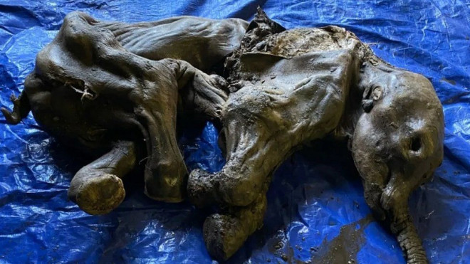 Phát hiện xác ướp ma mút 30.000 tuổi như mới chết hôm qua-Du lịch