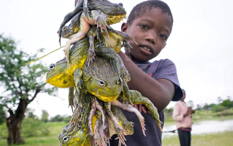 Tại sao người châu Phi lại ăn loài ếch khổng lồ cực độc này? - 4