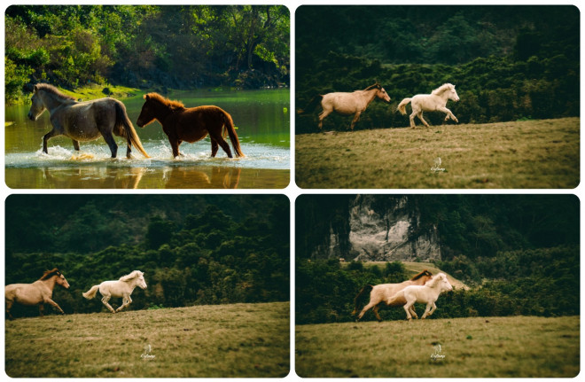 Vó ngựa thênh thang trên thảo nguyên Đồng Lâm của xứ Lạng - 10