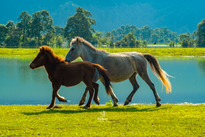 Vó ngựa thênh thang trên thảo nguyên Đồng Lâm của xứ Lạng - 8