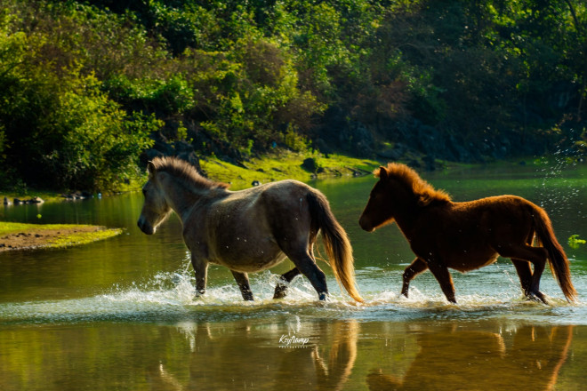 Vó ngựa thênh thang trên thảo nguyên Đồng Lâm của xứ Lạng - 9