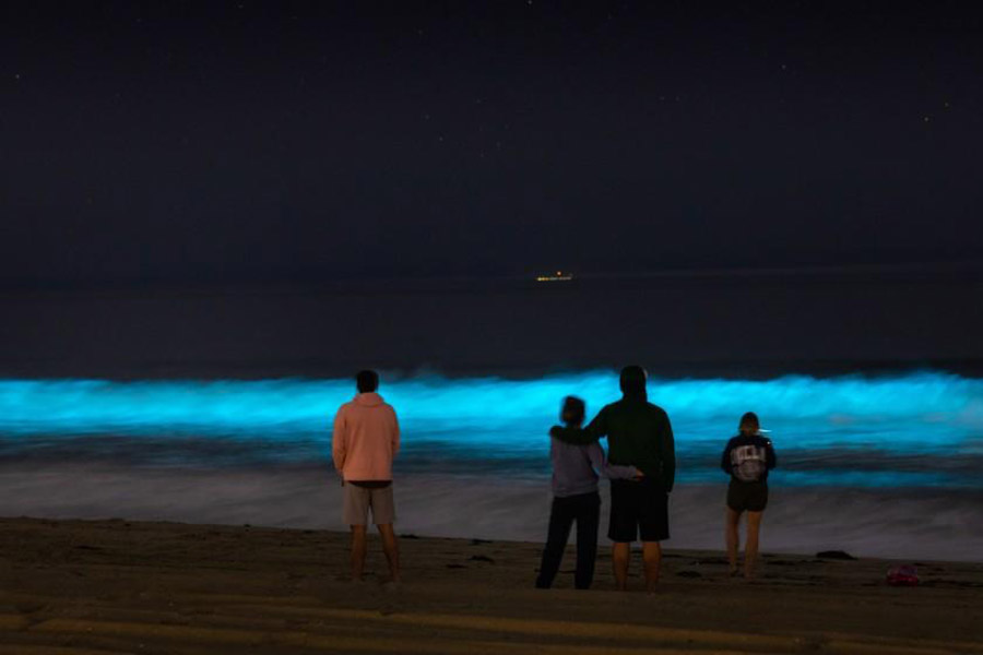 Vùng biển đặc biệt có thủy triều phát sáng màu xanh, ai nhìn cũng đều khó tin - 6