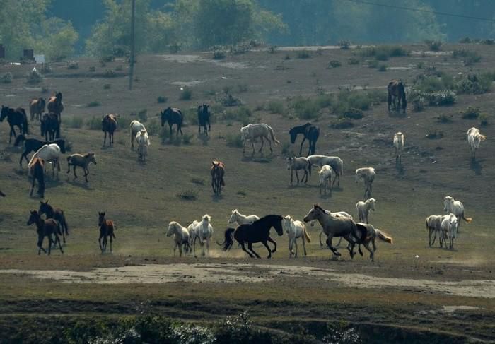 Trại ngựa Bá Vân nằm gần hồ Ghềnh Chè 