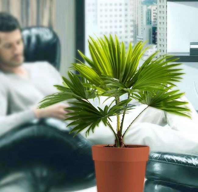 cây cảnh thanh lọc không khí nên trồng trong khách sạn, homestay