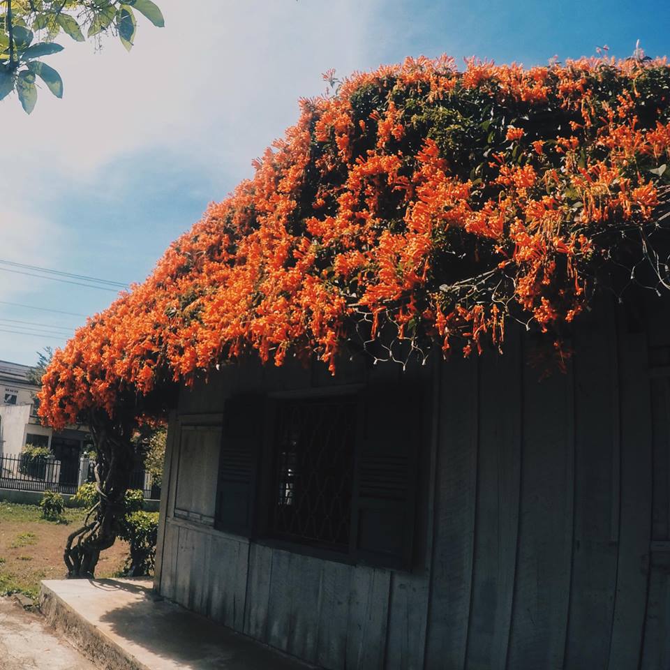 Lùng tọa độ ngôi nhà ở Bảo Lộc có mái lợp tràn ngập hoa gây sốt cộng đồng