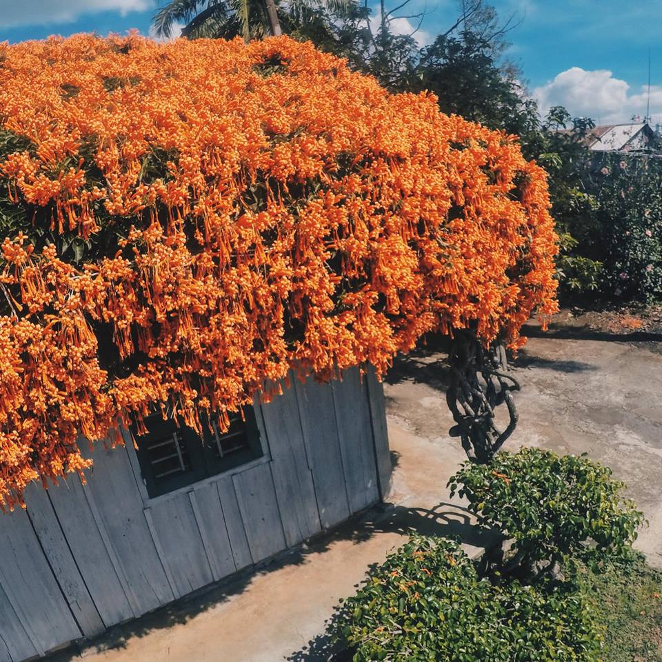 Lùng tọa độ ngôi nhà ở Bảo Lộc có mái lợp tràn ngập hoa gây sốt cộng đồng