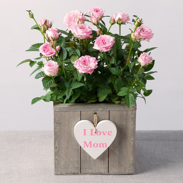 Fresh flowers are one of the meaningful gifts for mom
