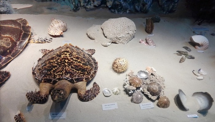 bảo tàng Côn Đảo-  trưng bày động vật quý