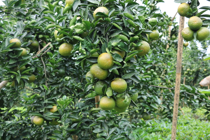 Những quả cam sành lúc còn xanh, được trồng ở nhiều nơi tại Hà Giang như Bắc Quang, Quang Bình, Vị Xuyên.