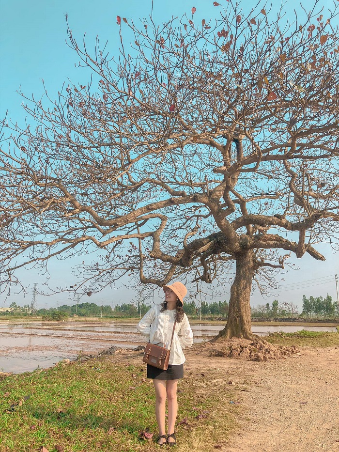 cây bàng cô đơn Hà Nội