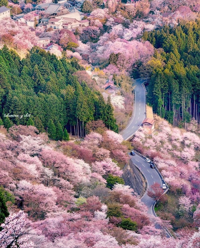 Nhật Bản là một trong những nơi có mùa xuân đẹp nhất thế giới