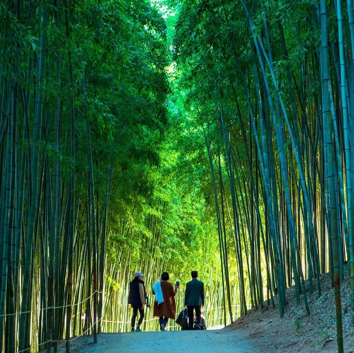 Juknokwon là rừng trúc đẹp trên thế giới