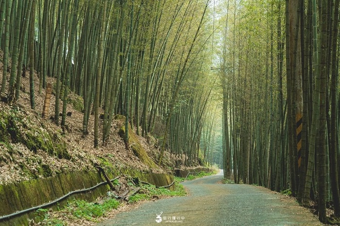 Trà Sơn Trúc Hải là một khu rừng trúc đẹp trên thế giới