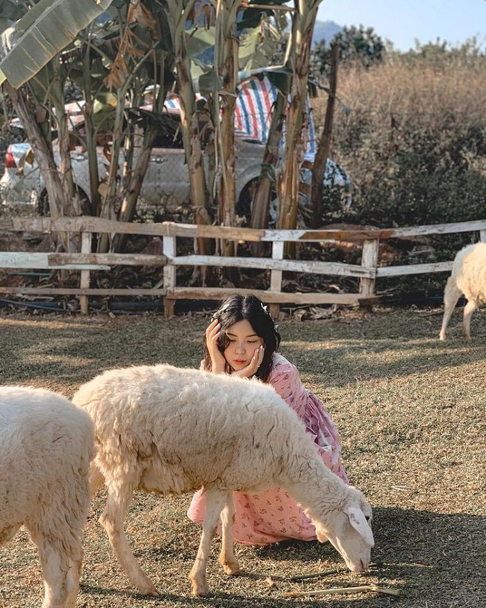 Đồng cừu vui vẻ ở KDL Happy Land Mộc Châu 