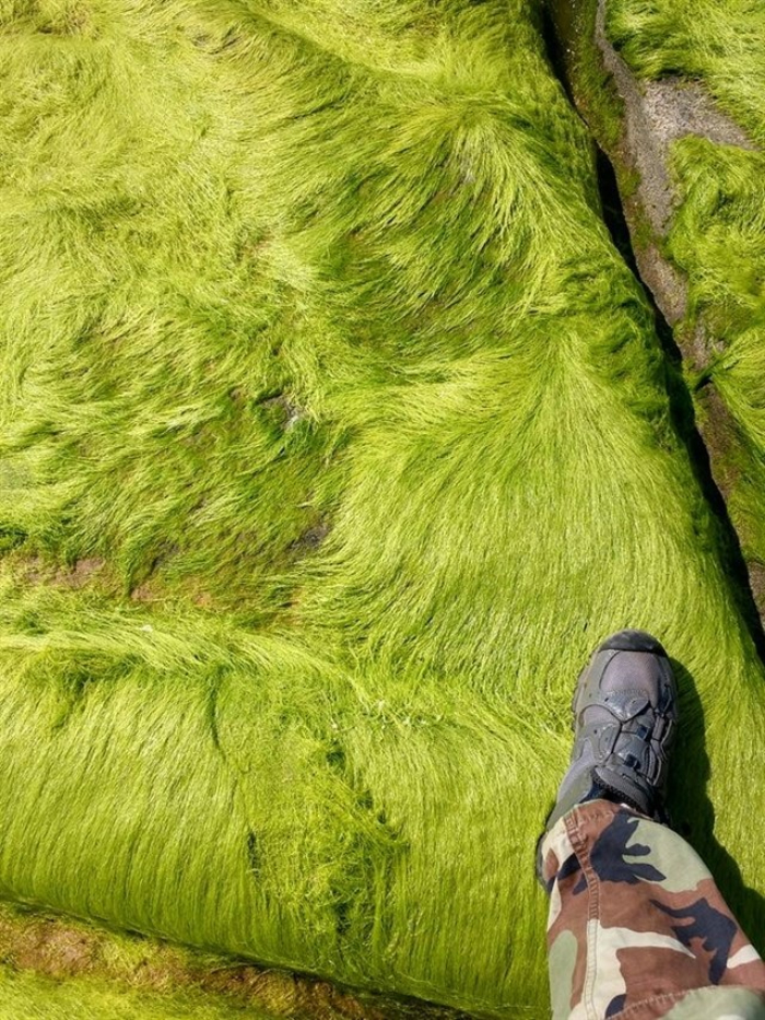 bãi đá rêu xanh phú yên