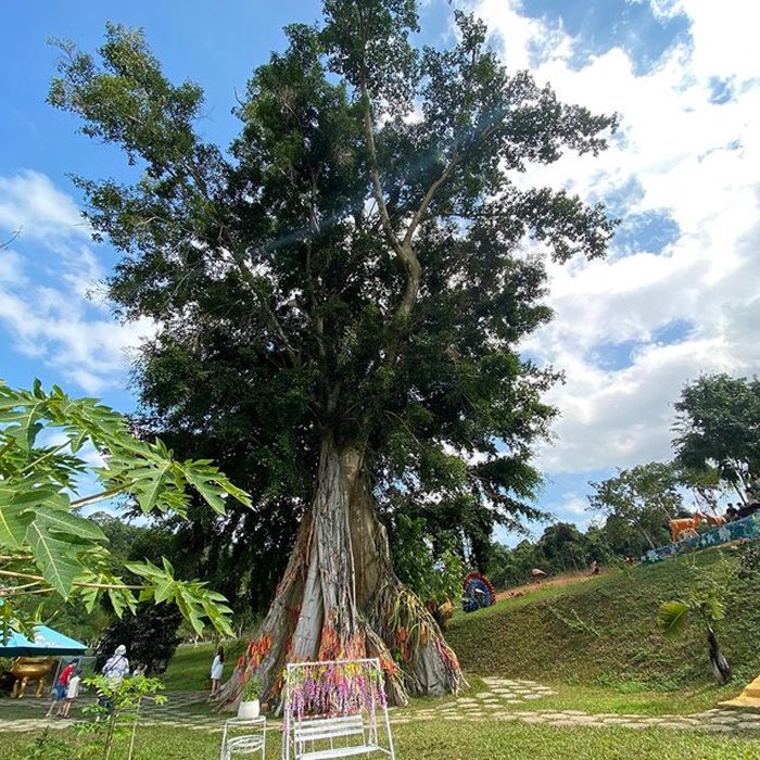 cây mộc thần  trong công viên Yang Bay 