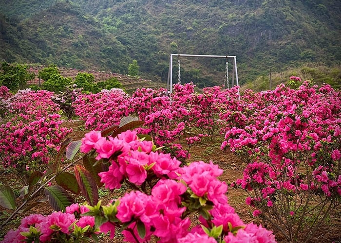 'Đứng ngồi không yên' trước vẻ đẹp của rừng hoa đỗ quyên ở Cao Bằng