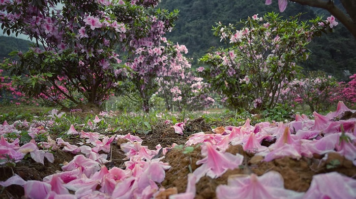 hàng lối - điểm nhấn tại rừng hoa đỗ quyên ở Cao Bằng