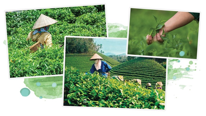 Hành trình từ 'đệ nhất danh trà' thành điểm đến độc lạ của Thái Nguyên