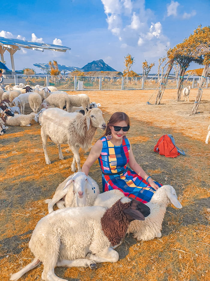 Check in khu du lịch điện mặt trời An Hảo - Đồng cừu