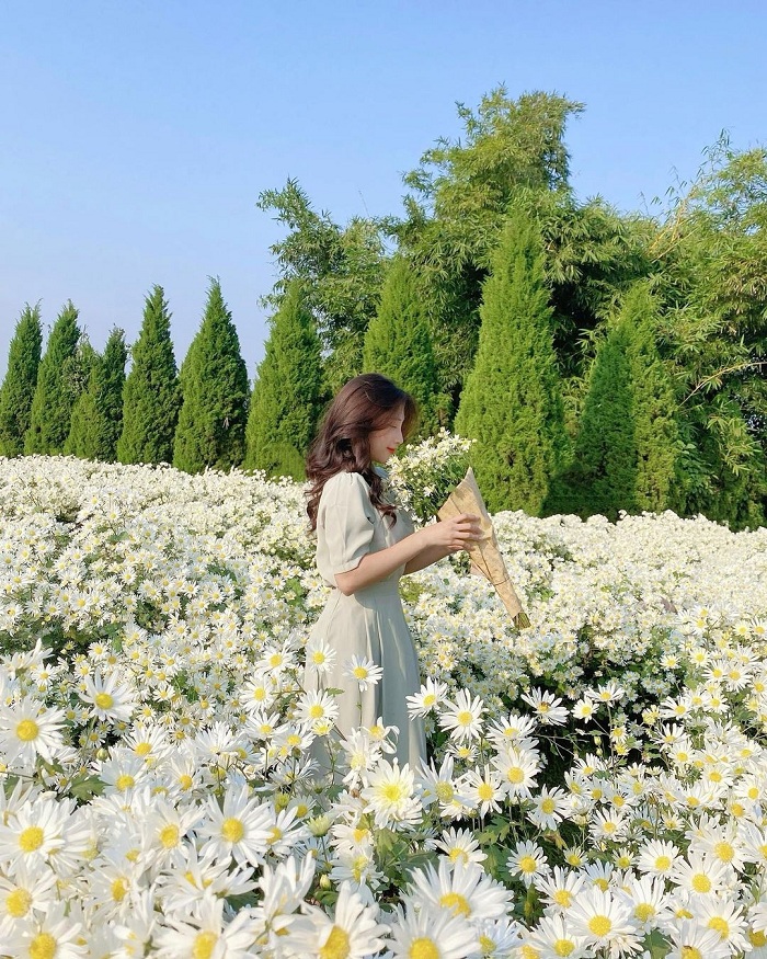 Những vườn cúc họa mi Hà Nội cũng là vườn hoa cúc ở Việt Nam nổi tiếng