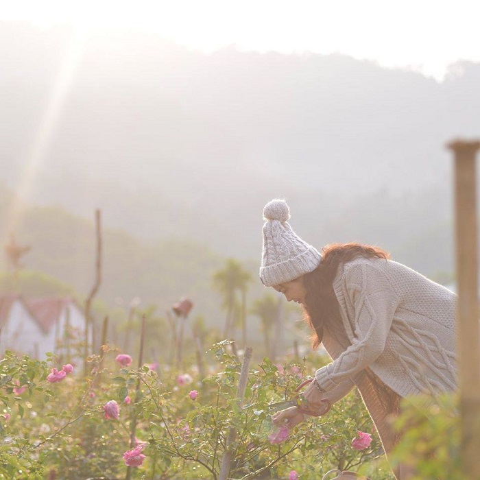 Nông trại hoa hồng Tây Giang là một trong những vườn hoa hồng đẹp nhất Việt Nam