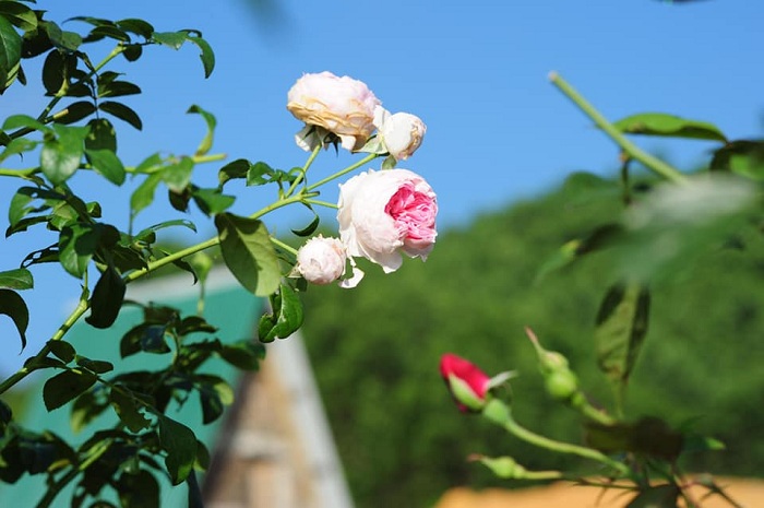 Nông trại hoa hồng Tây Giang là một trong những vườn hoa hồng đẹp nhất Việt Nam