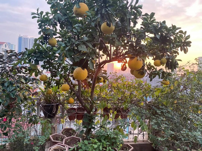 Các loại cây ăn quả cũng được chị Thuý trồng trên sân thượng nhà mình
