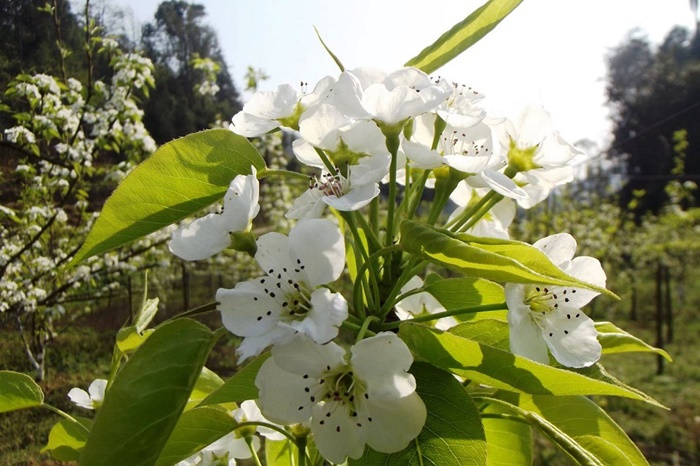 Lào Cai: Đẹp mê mẩn với sắc trắng hoa lê Bắc Hà