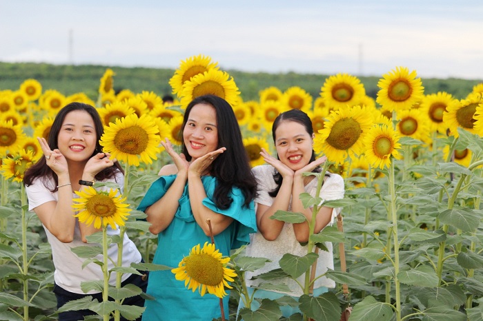 cánh đồng hoa hướng dương ở Gio Linh - địa điểm sống ảo