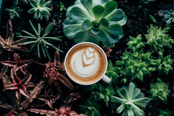 5 tiêu chí vàng quyết định sự thành công của nghệ thuật latte art
