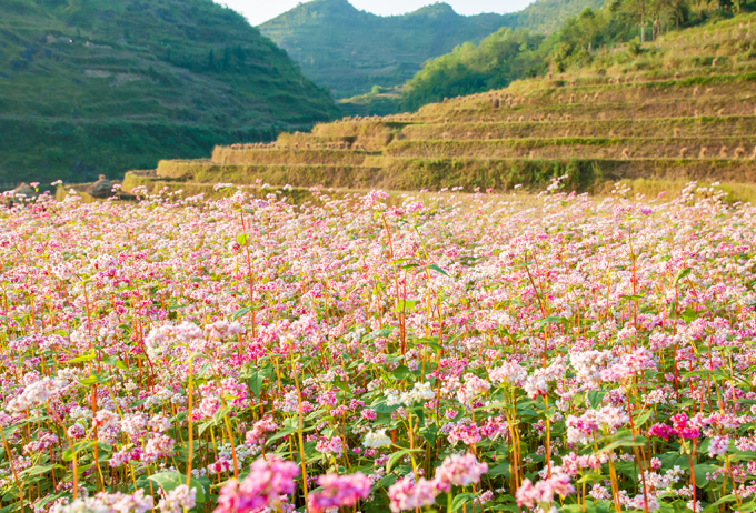 Hoa tam giác mạch nở khắp sườn đồi ở Hà Giang.