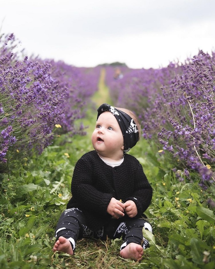Banstead cũng là cánh đồng hoa oải hương đẹp trên thế giới
