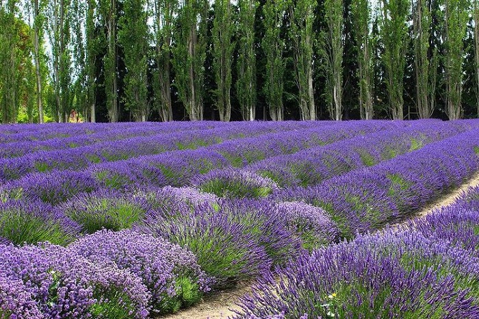 Sequim Dungeness cũng có cánh đồng hoa oải hương đẹp trên thế giới
