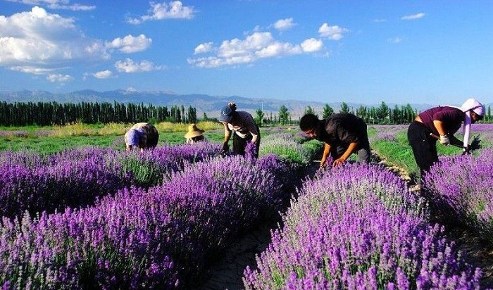 Thung lũng Y Lê có cánh đồng hoa oải hương đẹp trên thế giới