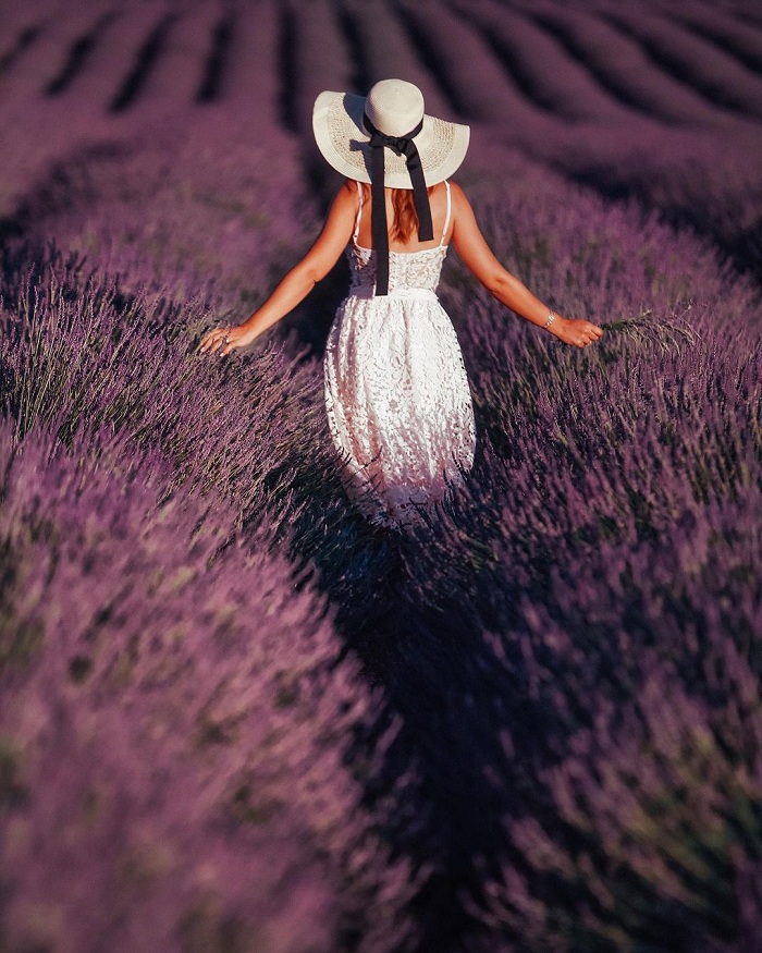 Provence là một trong những cánh đồng hoa oải hương đẹp trên thế giới