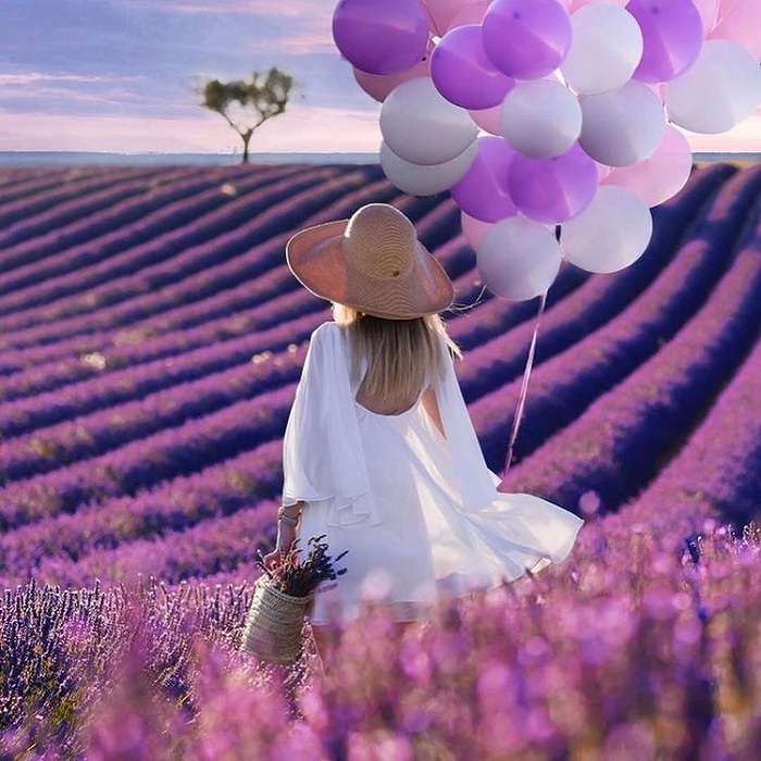  Provence là một trong những cánh đồng hoa oải hương đẹp trên thế giới